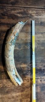 défense de mammouth 40 cm, Enlèvement