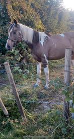 Jument pleine a vendre, Dieren en Toebehoren, Paarden, Hengst, L