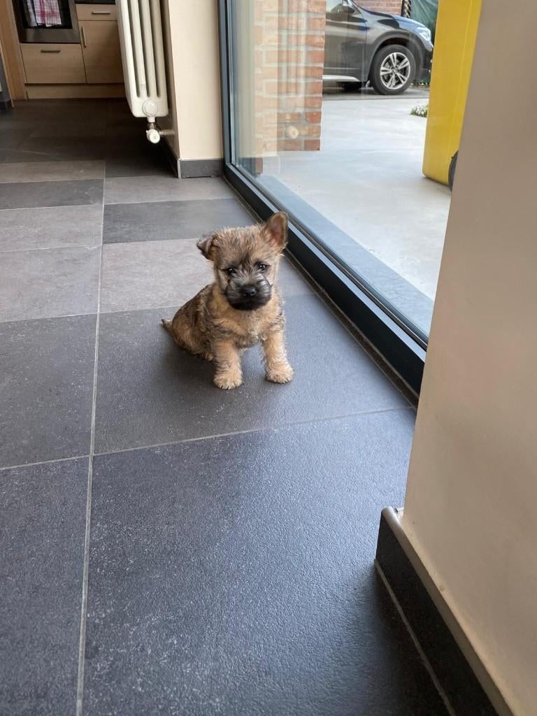 Cairn Terrier pups bij ons thuis geboren, Animaux & Accessoires, Chiens | Jack Russell & Terriers, Plusieurs animaux, Autres races