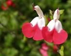 Salvia 'Hotlips', Tuin en Terras, Ophalen, Vaste plant, Volle zon