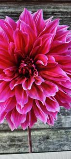 Dahlia emory paul, Tuin en Terras, Ophalen of Verzenden, Voorjaar, Volle zon, Knol