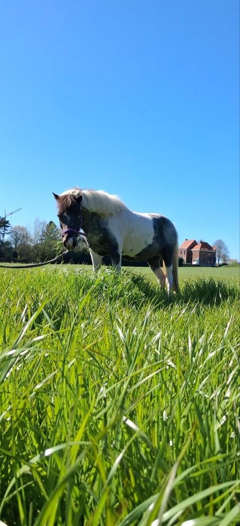 Miniatuurpaardjes, Meerdere dieren, Met stamboom, 3 tot 6 jaar