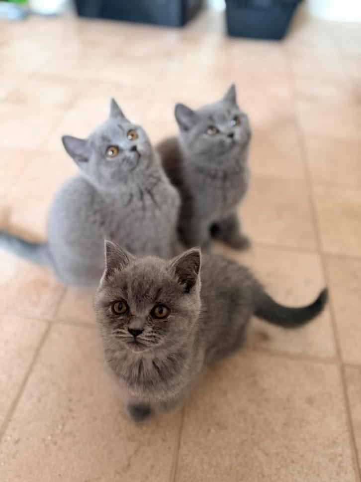 Britse korthaar  kittens, Dieren en Toebehoren, Katten en Kittens | Raskatten | Langhaar, Meerdere dieren, 0 tot 2 jaar, Gechipt