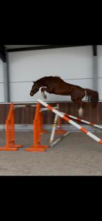 3 j springpaard, Gechipt, Springpaard, Ruin, 3 tot 6 jaar