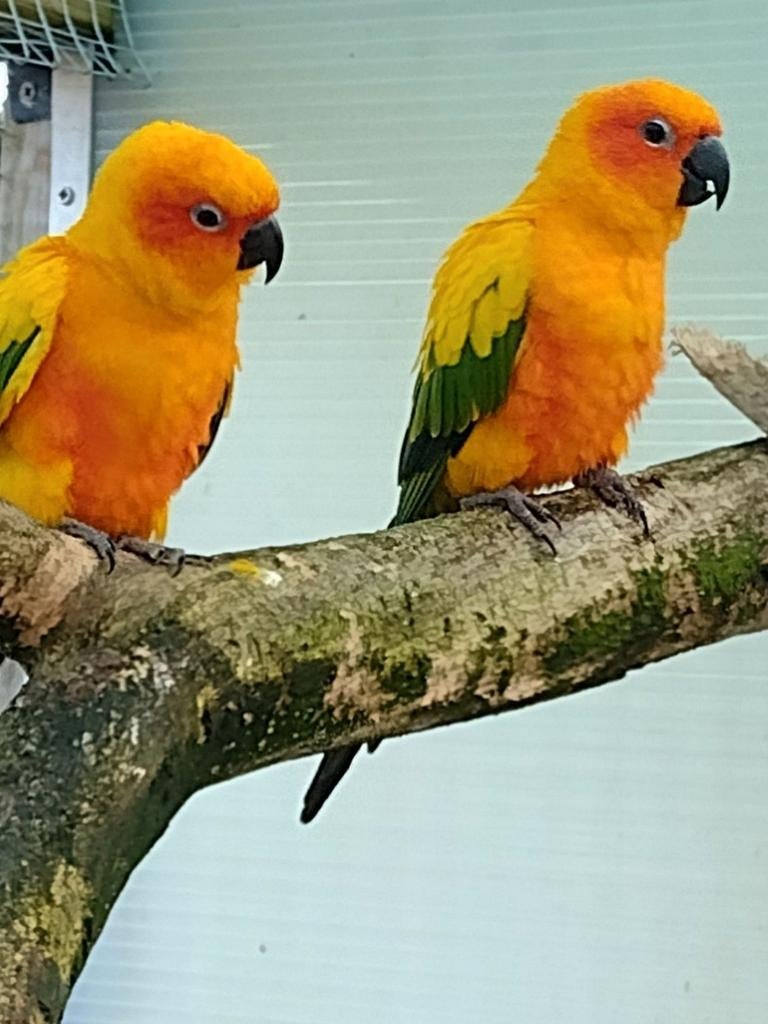 Zonparkieten, Dieren en Toebehoren, Vogels | Parkieten en Papegaaien