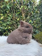 Kleurdwerg voedstertje choco, Femelle, Nain, 0 à 2 ans