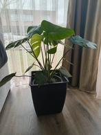 Kamerplant Monstera, Maison & Meubles, Plantes d'intérieur, Plante verte, Enlèvement, Autres espèces, Ombre partielle