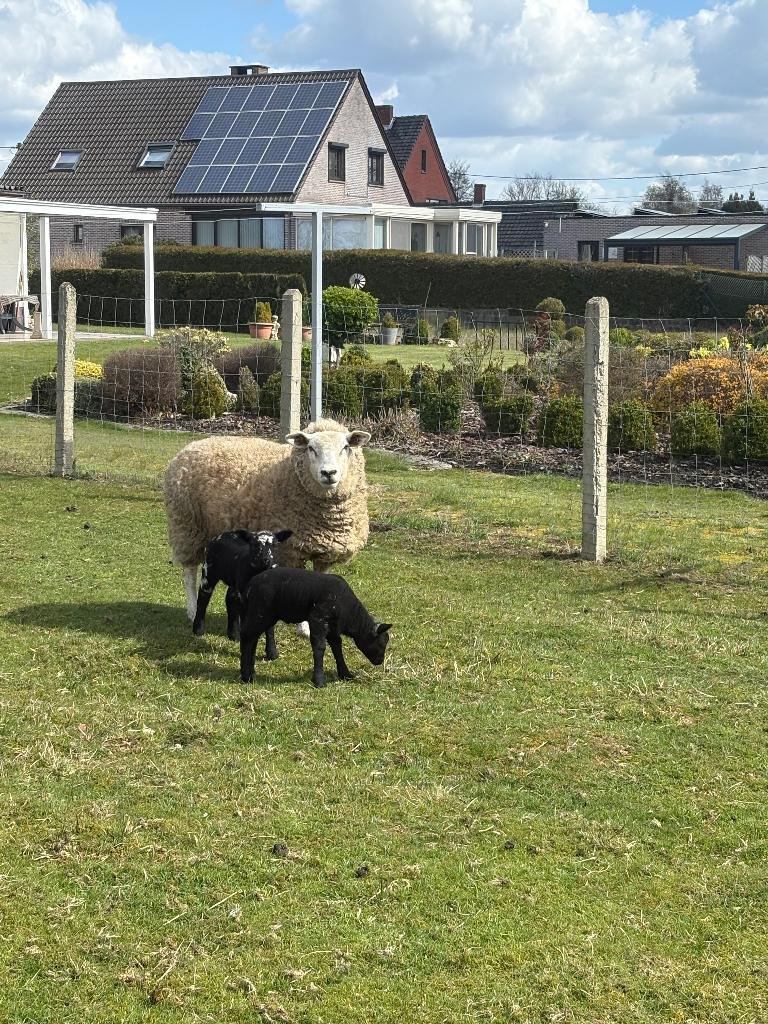 Schaap met 2boklammen, Dieren en Toebehoren, Meerdere dieren, Schaap, 0 tot 2 jaar
