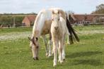 Palomino merrieveulen, Dieren en Toebehoren, Paarden, Merrie, Minder dan 160 cm, Met stamboom, Niet van toepassing