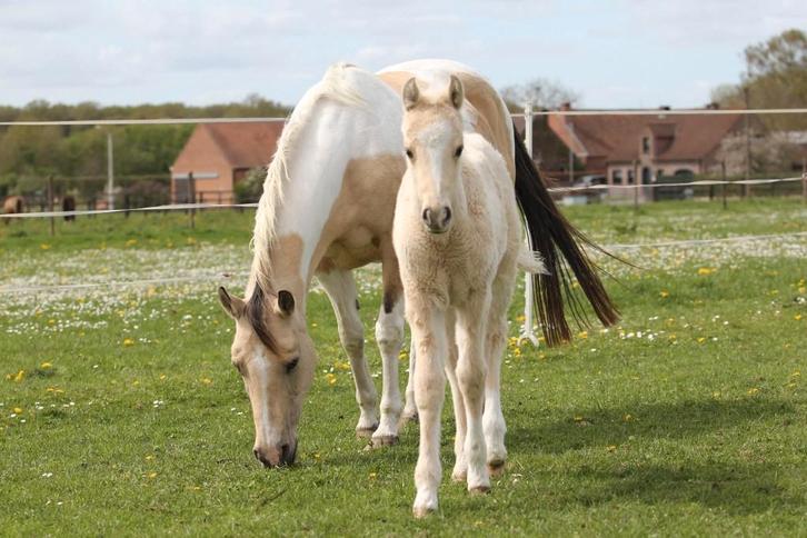 Palomino merrieveulen, Dieren en Toebehoren, Paarden, Merrie, Niet van toepassing, Minder dan 160 cm, 0 tot 2 jaar, Recreatiepaard