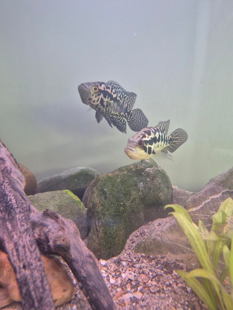 Jaguar Cichlide, Dieren en Toebehoren, Ophalen