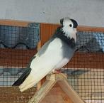 Felegyhazer tuimelaars 2 koppels, Dieren en Toebehoren, Vogels | Duiven, Meerdere dieren, Tuimelaar of Roller