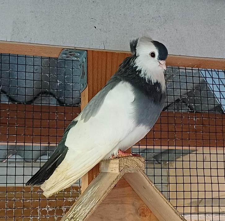 Felegyhazer tuimelaars 2 koppels, Dieren en Toebehoren, Vogels | Duiven, Tuimelaar of Roller, Meerdere dieren