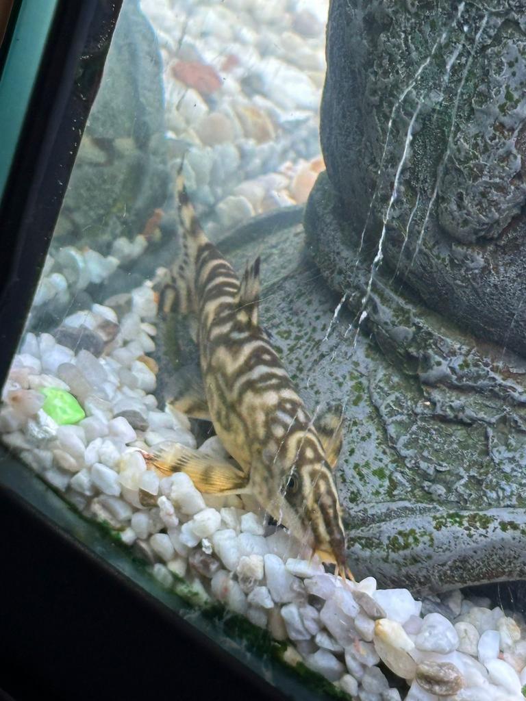 Ruitenkuisers, Dieren en Toebehoren, Vis, Zoetwatervis, Schoolvis