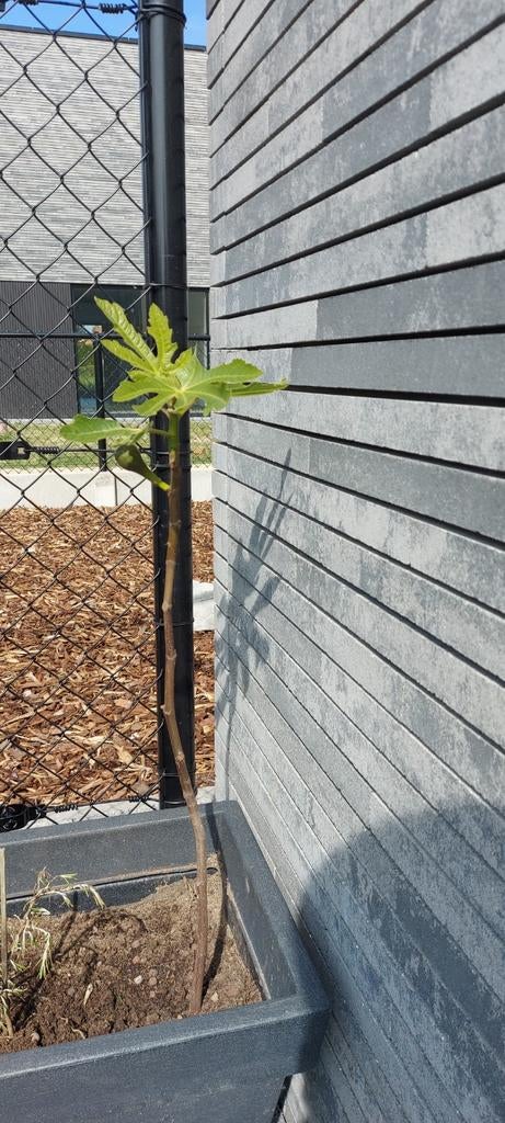 Vijgenboom, Ophalen of Verzenden