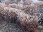 Siergrassen, Jardin & Terrasse, Plantes | Jardin, Enlèvement, Graminées ornementales