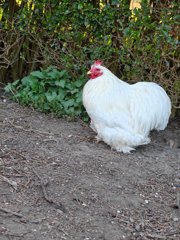 Hanen zoeken nieuwe thuis, Mâle, Poule ou poulet