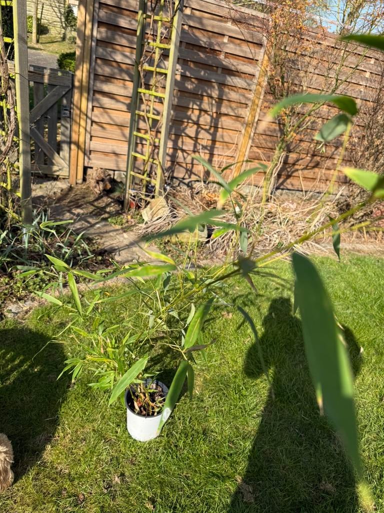 Bambou, Jardin & Terrasse, Enlèvement