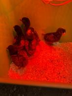 Kuikens legkippen allen hennetjes