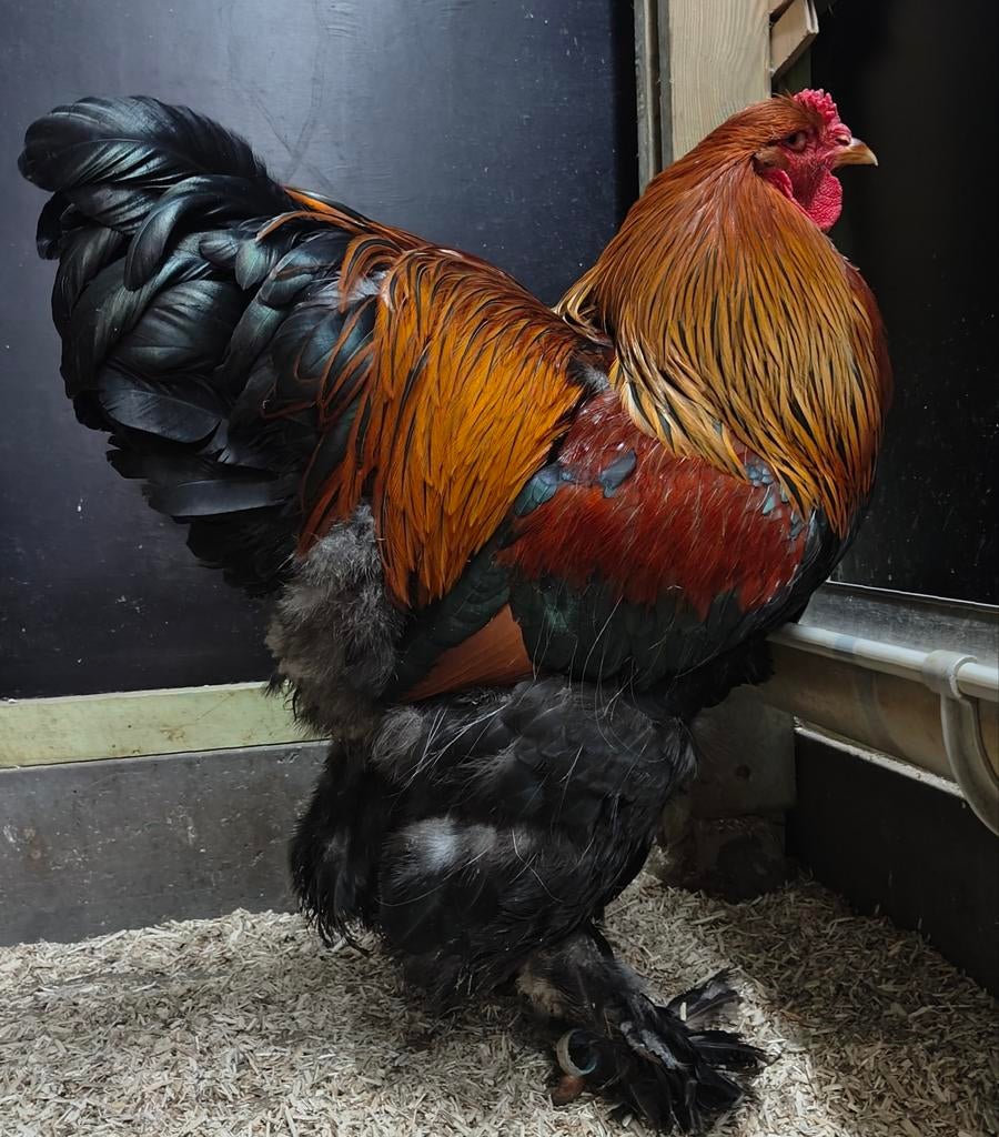 Jonge Brahma meerzomig patrijs haantjes tentoonstellingsfok, Dieren en Toebehoren, Pluimvee