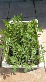 Plants de tomates Pyros, Jardin & Terrasse, Plantes | Jardin, Enlèvement