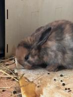 Kleine konijntjes, Dieren en Toebehoren, Konijnen