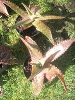 Aloë breedbladig en andere, Enlèvement, Autres espèces, Ombre partielle, Moins de 100 cm