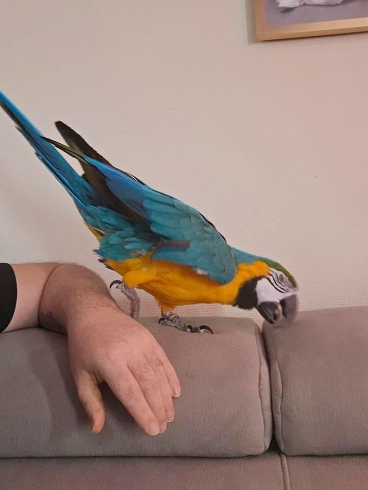 A vendre 2900€ ara + axesoire ou échange avec véhicules, Animaux & Accessoires, Oiseaux | Perruches & Perroquets, Femelle