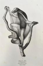 Fliegender Maki - Le Galéopithèque, Antiquités & Art, Enlèvement ou Envoi