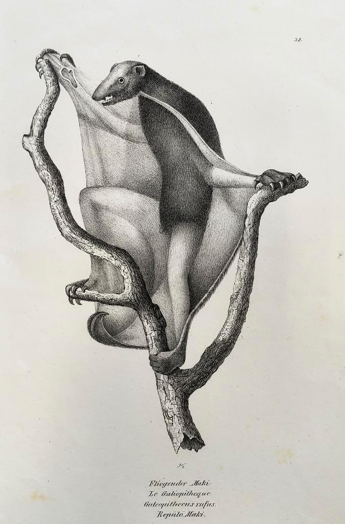 Fliegender Maki - Le Galéopithèque, Antiquités & Art, Art | Eaux-fortes & Gravures, Enlèvement ou Envoi