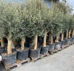 ‼️grote olijfbomen actie ‼️bestel☎️0474 32 53 54, Tuin en Terras, Ophalen