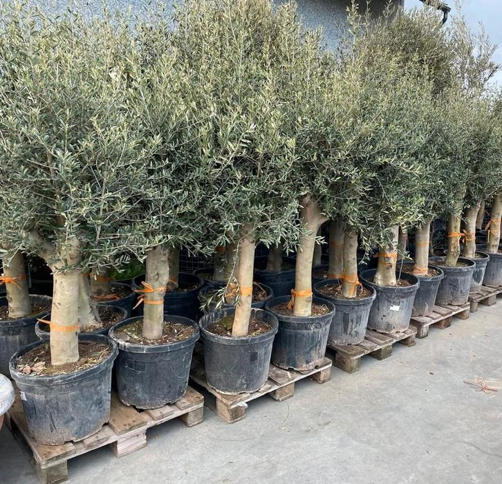 ‼️grote olijfbomen actie ‼️bestel☎️0474 32 53 54, Tuin en Terras, Planten | Bomen, Ophalen