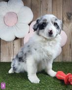 Australische herder pups / Aussi pup / Australian Shepherds, Dieren en Toebehoren, Parvo, België, 8 tot 15 weken, Meerdere