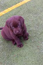 Labrador pups, Parvo, België, 8 tot 15 weken, Labrador retriever