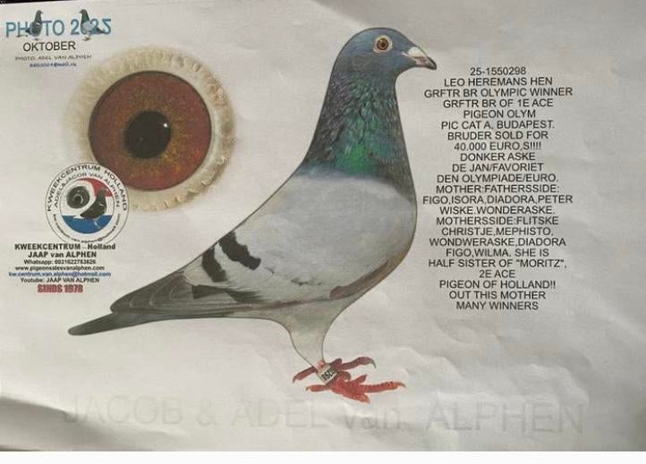 Couple reproducteur de pigeons Vitesse 2025, Plusieurs animaux, Pigeon voyageur