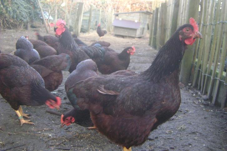 Broedeieren Red Island KRIEL, Dieren en Toebehoren, Pluimvee, Kip, Geslacht onbekend