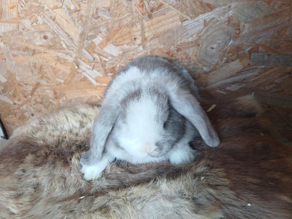 Voedstee nhd/minilop, Femelle, Nain, Oreilles tombantes, 0 à 2 ans