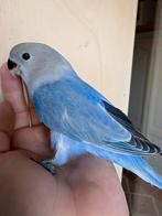 Handtamme dwergpapegaai, Dieren en Toebehoren