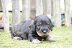 Ruwharige dwergteckel pups, met stamboom (geteste ouders), Dieren en Toebehoren, Parvo, België, 8 tot 15 weken, Dwerg