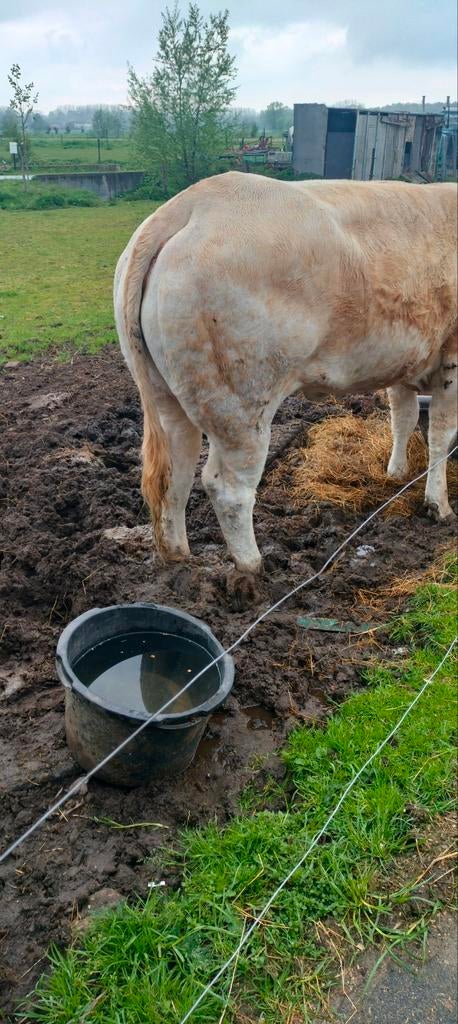 Blonde vaars van 3jaar niet vol