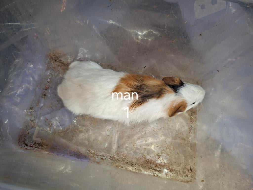 Jonge mannen cavia's, Dieren en Toebehoren, Maart, Mannelijk