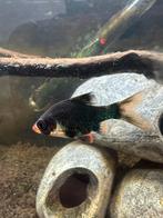 Groene sumatraan, Dieren en Toebehoren, Vissen | Aquariumvissen, Vis, Zoetwatervis, Schoolvis