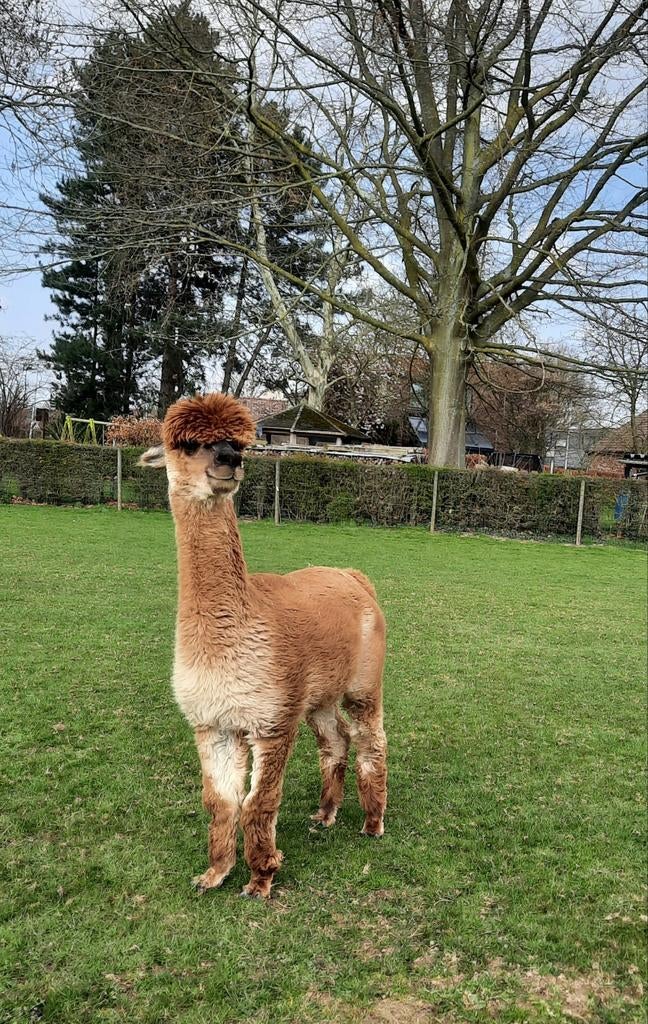 Jument alpaga, Animaux & Accessoires, Femelle, 6 ans ou plus