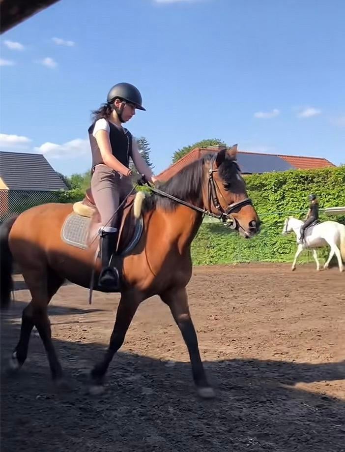 Bijrijd/verzorg paard gezocht, Dieren en Toebehoren, Paarden
