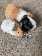 2 langharige cavia vrouwtjes (moeder en dochter), Dieren en Toebehoren, Knaagdieren, Juli, Cavia