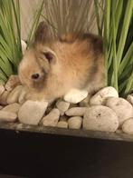 Mooie leeuwenkop konijntjes supertam, Animaux & Accessoires, Lapins