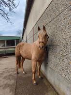 4 jarige EYECATCHER palomino quarter ruin SMOKE, Dieren en Toebehoren