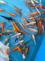 Koi B 7-10cm, Dieren en Toebehoren, Vissen | Vijvervissen, Karper of Koi