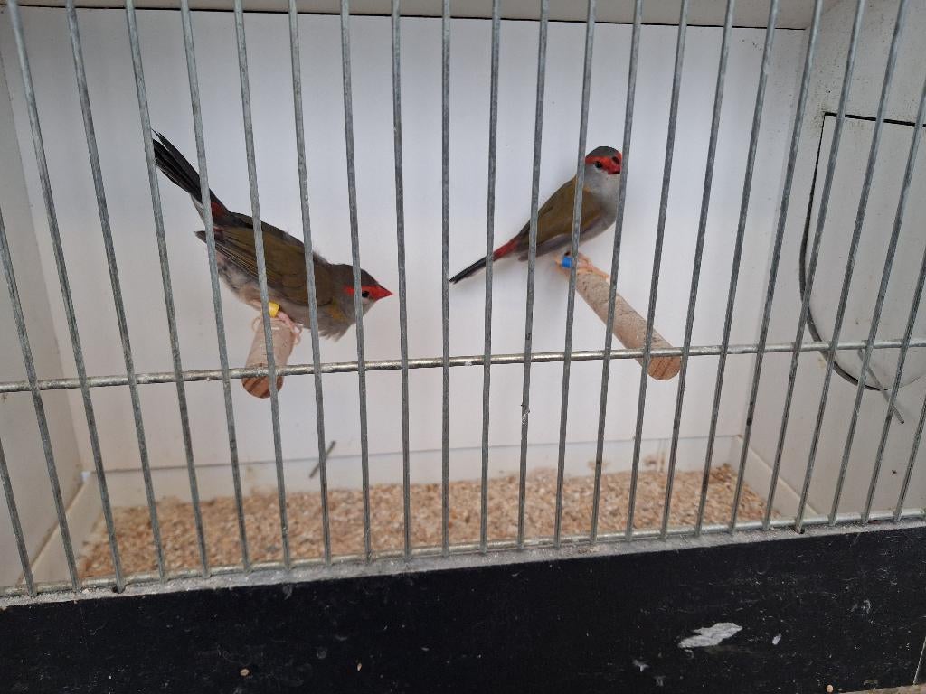 Dornastrilde, Plusieurs animaux, Oiseau tropical, Bagué