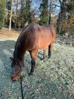 Weide te huur gezocht voor een weidemaatje, Dieren en Toebehoren, Weidegang